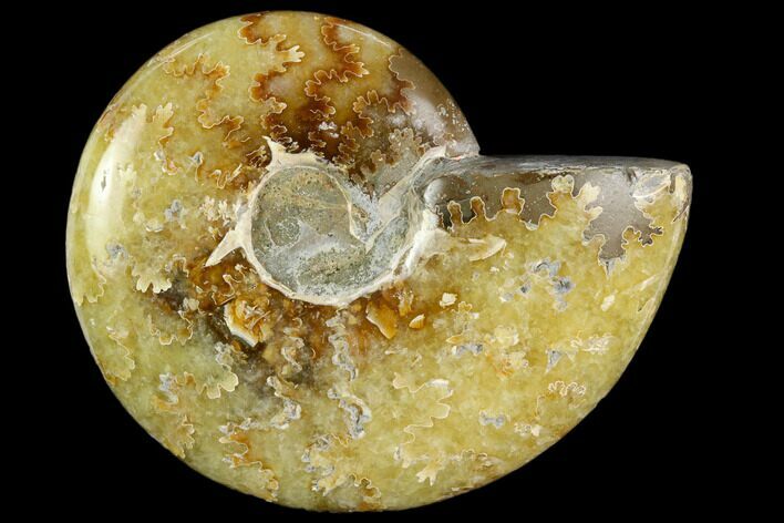 Polished, Agatized Ammonite (Cleoniceras) - Madagascar #119163